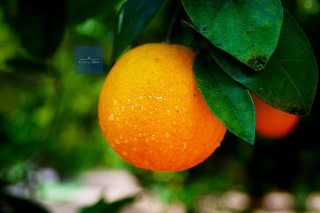 اطلاعات جامع آلانیا